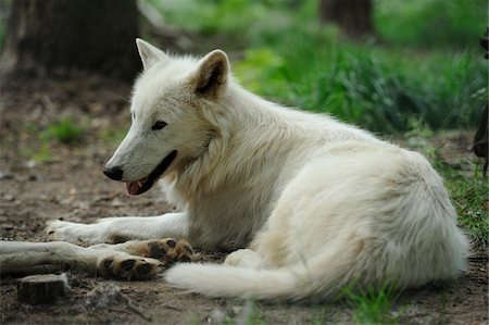 White Arctic Wolf Lying on Ground (Canis lupus arctos) Foto de stock - Con derechos protegidos, Código: 700-06531825