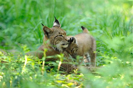 Eurasian Lynx Mother with Cub Nuzzling in Long Grass Foto de stock - Con derechos protegidos, Código: 700-06531826