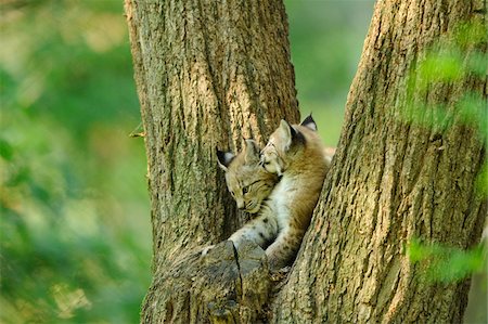 simsearch:700-06531826,k - Two Eurasian Lynx Cubs in Tree Stock Photo - Rights-Managed, Code: 700-06531827