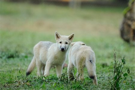 petit du chien - Two Arctic Wolf Pups (Canis lupus arctos) Outdoors in Field Photographie de stock - Rights-Managed, Code: 700-06531828