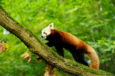 ram (animal) - Red Panda (Ailurus fulgens) on Tree Branch Foto de stock - Con derechos protegidos, Código: 700-06531837
