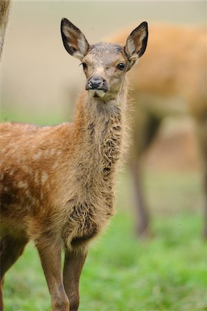 simsearch:700-06531839,k - Portrait of Red Deer (Cervus elaphus) Bavaria, Germany Fotografie stock - Rights-Managed, Codice: 700-06531838