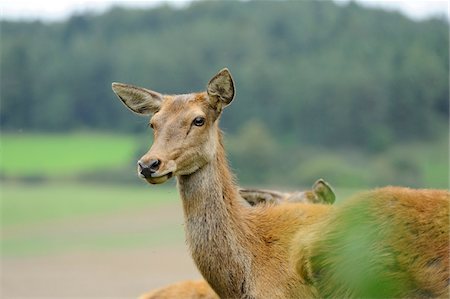 rothirsch - Close-up of Red Deer (Cervus elaphus) Bavaria, Germany Foto de stock - Con derechos protegidos, Código: 700-06531839