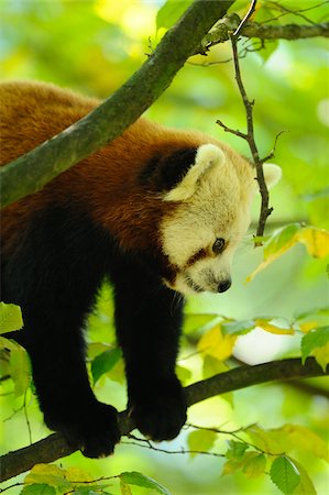 red pandas - Red Panda (Ailurus fulgens) on Tree Stock Photo - Rights-Managed, Code: 700-06531845