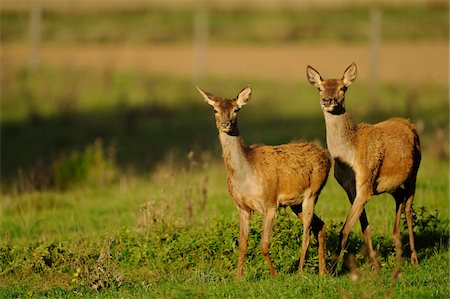 simsearch:700-06531839,k - Red Deer (Cervus elaphus) in Meadow, Bavaria, Germany Fotografie stock - Rights-Managed, Codice: 700-06531846