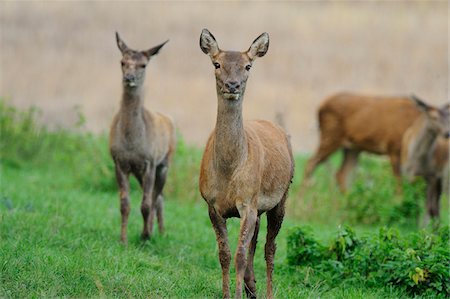 rothirsch - Red Deer (Cervus elaphus) in Meadow, Bavaria, Germany Foto de stock - Con derechos protegidos, Código: 700-06531847