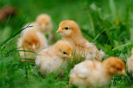 pollito - Baby Chicks in Grass, Bavaria, Germany Foto de stock - Con derechos protegidos, Código: 700-06531849