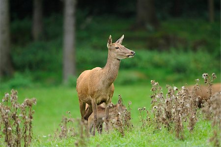 simsearch:700-06531839,k - Red Deer (Cervus elaphus) in Meadow, Bavaria, Germany Fotografie stock - Rights-Managed, Codice: 700-06531841