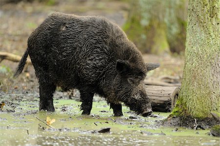 Wild Boar (Sus scrofa) Drinking Water, Wildpark Alte Fasanerie Hanau, Hessen, Germany Stockbilder - Lizenzpflichtiges, Bildnummer: 700-06531854