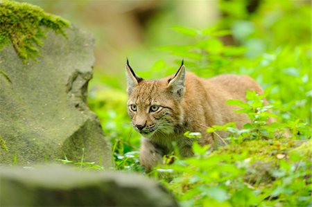 Lynx in Forest, Wildpark Alte Fasanerie Hanau, Hessen, Germany Stock Photo - Rights-Managed, Code: 700-06531859