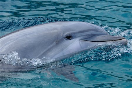 dolphin on water - Close-up of Dolphin Photographie de stock - Rights-Managed, Code: 700-06531864