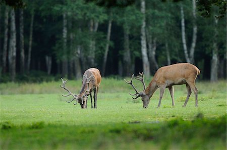 Red Deer (Cervus elaphus), Wildpark Alte Fasanerie Hanau, Hessen, Germany Stock Photo - Rights-Managed, Code: 700-06531867