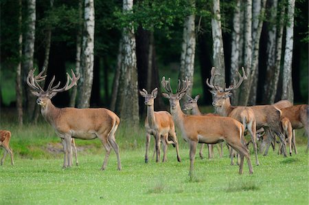 simsearch:700-06531839,k - Red Deer (Cervus elaphus), Wildpark Alte Fasanerie Hanau, Hessen, Germany Fotografie stock - Rights-Managed, Codice: 700-06531868
