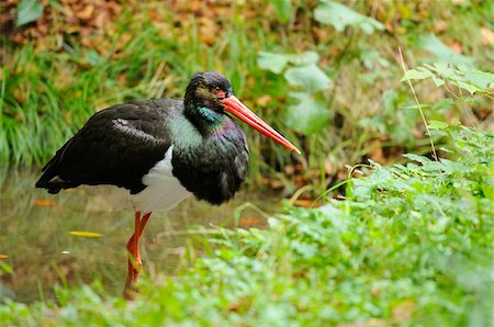 Black Stork (Ciconia nigra) Standing in Water, Bavarian Forest National Park, Bavaria, Germany Foto de stock - Con derechos protegidos, Código: 700-06531879