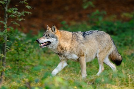 Side View of Eurasian Gray Wolf (Canis lupus lupus)Walking in Forest, Bavarian Forest National Park, Bavaria, Germany Photographie de stock - Rights-Managed, Code: 700-06531873
