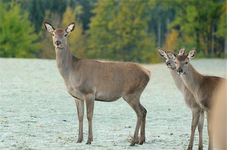 rothirsch - Group of Red Deer (Cervus elaphus) Standing in Field Looking Towards Camera, Bavaria, Germany Foto de stock - Con derechos protegidos, Código: 700-06531883