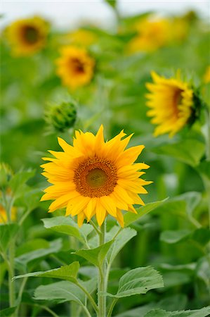 european crops - Close-Up of Sunflower (Helianthus annuus) in Field, Franconia, Bavaria, Germany Stock Photo - Rights-Managed, Code: 700-06531894