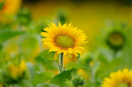 flower not people - Close-Up of Sunflower (Helianthus annuus) in Field, Franconia, Bavaria, Germany Stock Photo - Rights-Managed, Code: 700-06531896