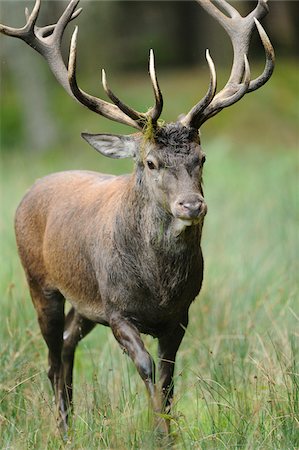 simsearch:6115-08149442,k - Close-Up of Red Deer (Cervus elaphus) Stag Walking, Wildpark Alte Fasanerie Hanau, Hesse, Germany Stock Photo - Rights-Managed, Code: 700-06531907