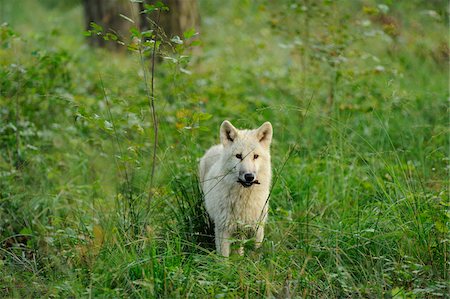 Young Arctic Wolf (Canis lupus arctos) Walking Through Tall Grass, Wildpark Alte Fasanerie Hanau, Hesse, Germany Stock Photo - Rights-Managed, Code: 700-06531908