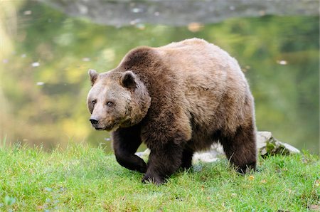 simsearch:700-06531903,k - European Brown Bear (Ursus arctos arctos) near Water, Bavarian Forest National Park, Bavaria, Germany, Europe, Photographie de stock - Rights-Managed, Code: 700-06531903