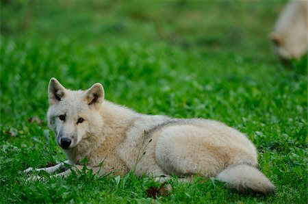 Arctic Wolf (Canis lupus arctos) Lying on Grass in Summer, Wildpark Alte Fasanerie Hanau, Hanau, Hesse, Germany Stock Photo - Rights-Managed, Code: 700-06548557