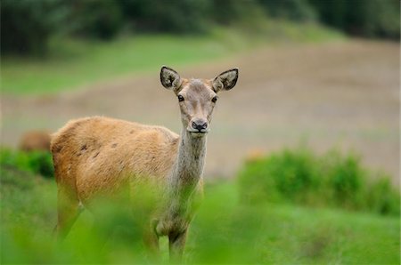 rothirsch - Red Deer (Cervus elaphus) Doe Looking Towards Camera Outdoors, Oberpfalz, Bavaria, Germany Foto de stock - Con derechos protegidos, Código: 700-06548558