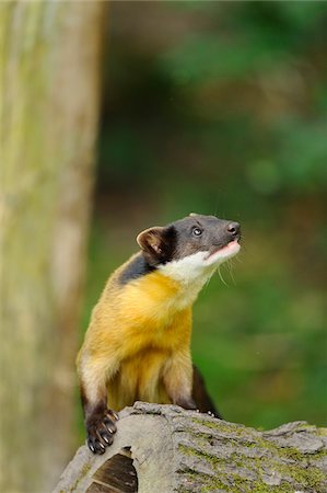 Yellow Throated Marten (Martes flavigula) on Log and Looking Up Photographie de stock - Rights-Managed, Code: 700-06543484