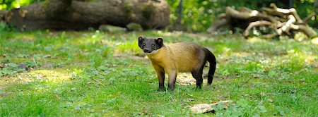 Panoramic Shot of Yellow Throated Marten (Martes flavigula) Standing Outdoors Stock Photo - Rights-Managed, Code: 700-06543486