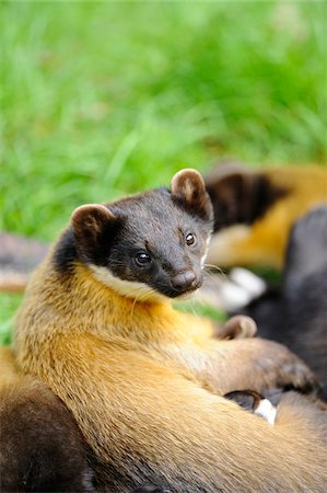 simsearch:700-06752450,k - Portrait of Yellow-Throated Marten (Martes flavigula) Lying in Group of Martens Stock Photo - Rights-Managed, Code: 700-06543482