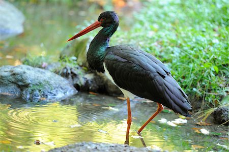 simsearch:700-06531880,k - Black Stork (Ciconia nigra) Wading in Shallow Water, Bavarian Forest National Park, Bavaria, Germany Stock Photo - Rights-Managed, Code: 700-06553523