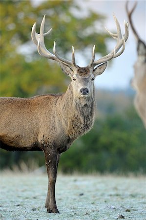 simsearch:700-06486602,k - Red Deer (Cervus elaphus) Stag with Antlers Staring Towards Camera, Bavaria, Germany Foto de stock - Con derechos protegidos, Código: 700-06553534