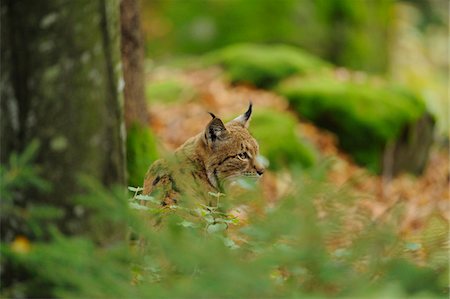Eurasian Lynx in Bavarian Forest National Park, Bavaria, Germany Foto de stock - Con derechos protegidos, Código: 700-06553532