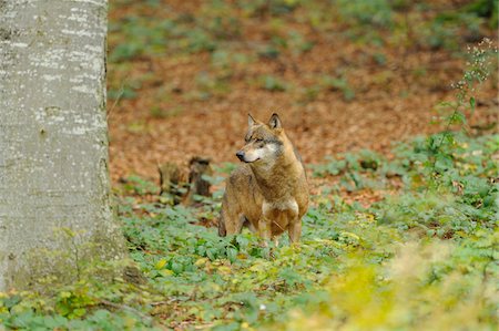 percepción - Close-Up of Gray Wolf (Canis lupus) Staring into the Distance, Bavarian Forest National Park, Bavaria, Germany Foto de stock - Con derechos protegidos, Código: 700-06553533