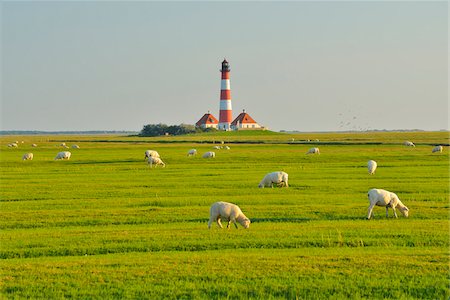 Westerhever Lighthouse, Meadow with Sheep in Summer, Westerhever, Tating, Schleswig-Holstein, Germany Foto de stock - Con derechos protegidos, Código: 700-06576219