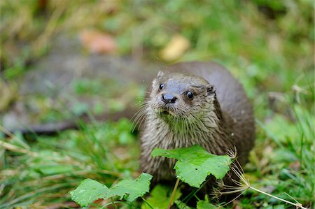 river otter (animal) - European Otter, Bavarian Forest National Park, Bavaria, Germany Stock Photo - Rights-Managed, Code: 700-06570883