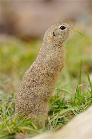 european ground squirrel - Profile of European Ground Squirrel Photographie de stock - Rights-Managed, Code: 700-06570896