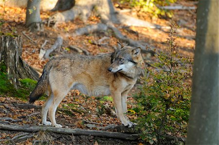 Gray Wolf, Bavarian Forest National Park, Bavaria, Germany Foto de stock - Con derechos protegidos, Código: 700-06570899