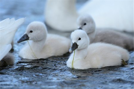 Mute Swan Cygnets, Oberpfalz, Bavaria, Germany Photographie de stock - Rights-Managed, Code: 700-06570949