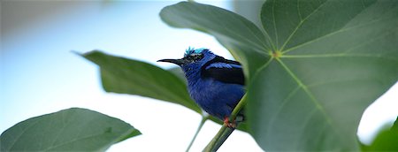 song birds not illustration - Red-legged Honeycreeper (Cyanerpes cyaneus) on Foliage Stock Photo - Rights-Managed, Code: 700-06570955