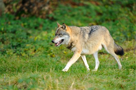 Gray Wolf Walking in Grass, Bavarian Forest, Bavaria, Germany Foto de stock - Direito Controlado, Número: 700-06570956