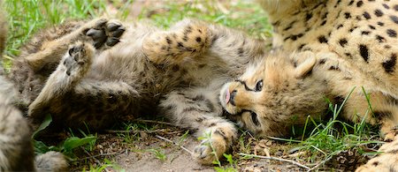 felino - Cheetah (Acinonyx jubatus) Cub Playing Foto de stock - Con derechos protegidos, Código: 700-06570951