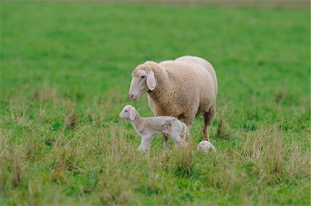 Sheep (Ovis aries) mother with young lambs in a meadow in autumn, Bavaria, Germany Stock Photo - Rights-Managed, Code: 700-06626864