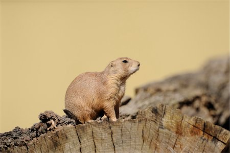 Black-tailed prairie dog (Cynomys ludovicianus) on log Photographie de stock - Rights-Managed, Code: 700-06626861