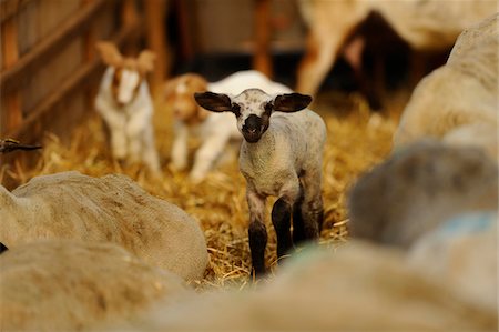 A Sheep (Ovis aries) lamb in a stable, bavaria, germany. Foto de stock - Con derechos protegidos, Código: 700-06626870