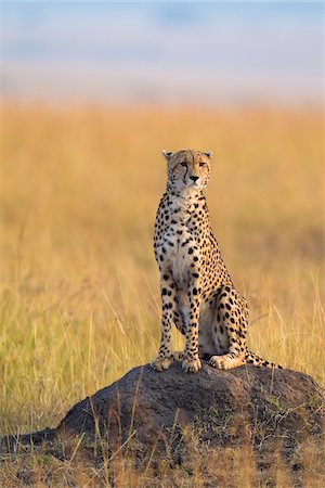 simsearch:841-06342302,k - Cheetah (Acinonyx jubatus) adult searching for prey from atop termite mound, Maasai Mara National Reserve, Kenya, Africa. Stock Photo - Rights-Managed, Code: 700-06645574