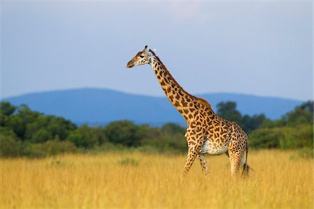 Masai giraffe (Giraffa camelopardalis tippelskirchi), female adult walking in savanna, Maasai Mara National Reserve, Kenya, Africa. Photographie de stock - Rights-Managed, Code: 700-06645586
