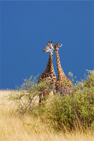 Two Masai giraffes (Giraffa camelopardalis tippelskirchi) standing in savanna, Maasai Mara National Reserve, Kenya, Africa. Stock Photo - Rights-Managed, Code: 700-06645597