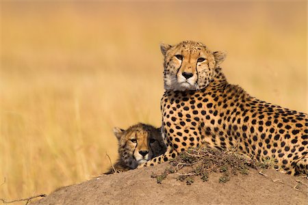 Cheetah (Acinonyx jubatus) mother with half grown cub lying on termite mound, Maasai Mara National Reserve, Kenya, Africa. Foto de stock - Con derechos protegidos, Código: 700-06645590