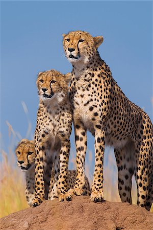 Cheetah (Acinonyx jubatus) with two half grown cubs searching for prey from atop termite mound, Maasai Mara National Reserve, Kenya, Africa. Stockbilder - Lizenzpflichtiges, Bildnummer: 700-06645843